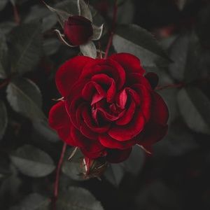 Meet your Posher, Chelsey